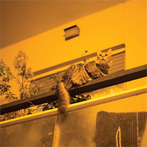 Sam Prekop The Republic (LP) 